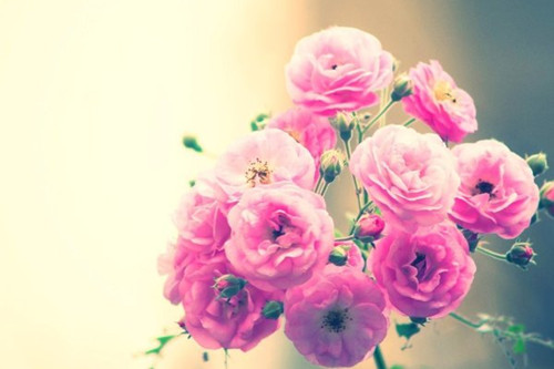 关于鲜花的说说：世上很多女孩子很美很好，鲜花一般，而蔷薇科的多半有刺。只有更有勇气更优秀的人，才能匹配她。